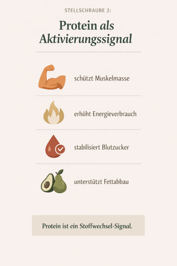 Stellschraube 2: Protein