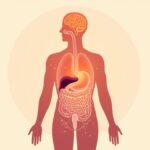 Illustration Verdauungssystem