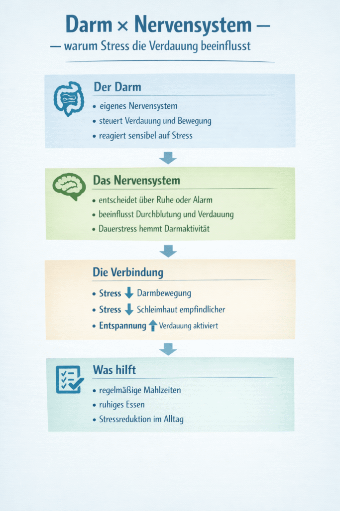 Zusammenhang Darm und Nervensystem