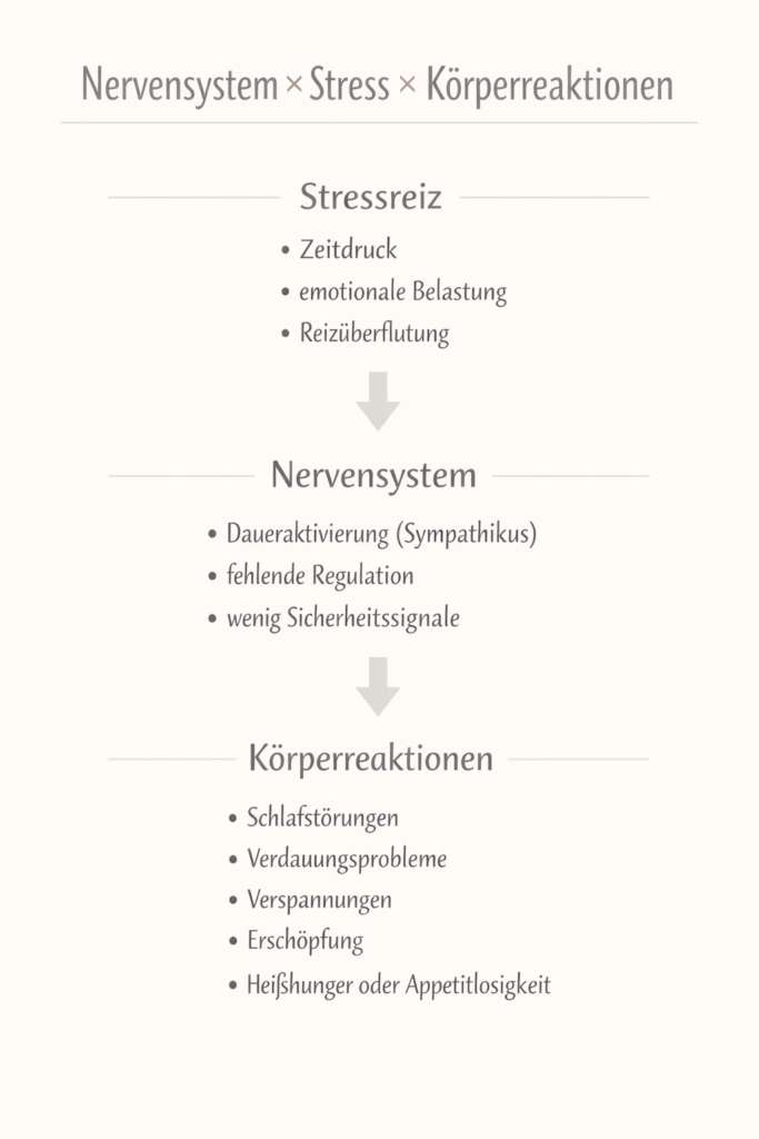 Nervensystem x Stress x Körperreaktionen