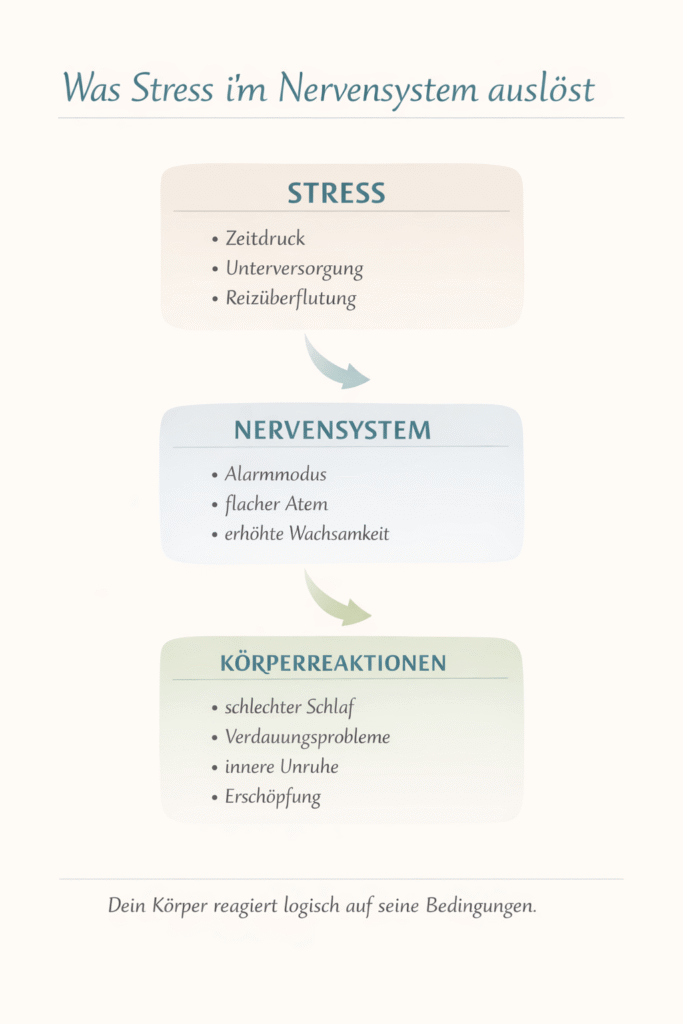Infografik: Was Stress im Nervensystem auslöst