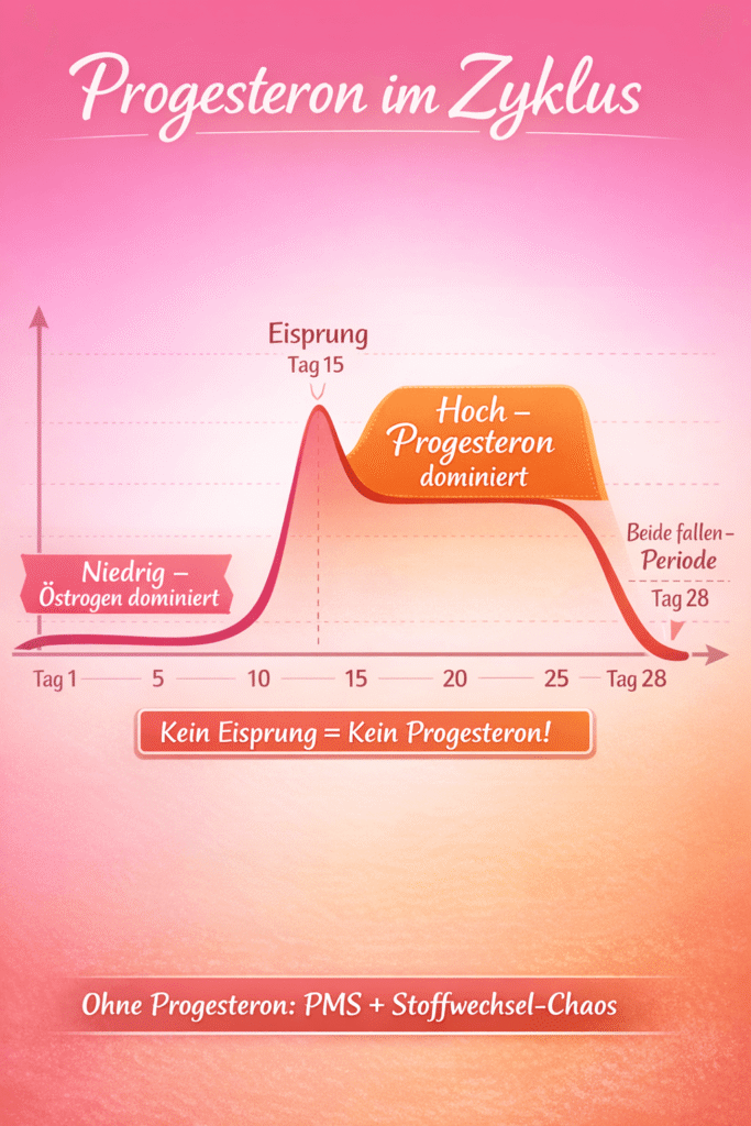 Progesteron Spiegel im Zyklus