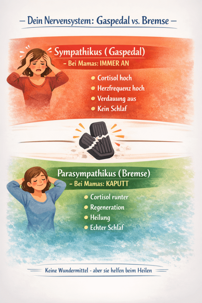 Dein Nervensystem: Gaspedal vs. Bremse