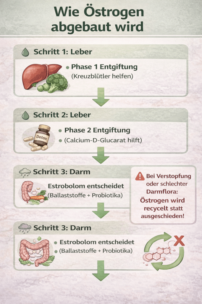 Wie Östrogen abgebaut wird