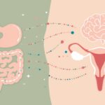 Darmgesundheit bei Frauen: Warum sie über Hormone & Energie entscheidet